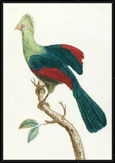 Картина Le touraco (18 век)