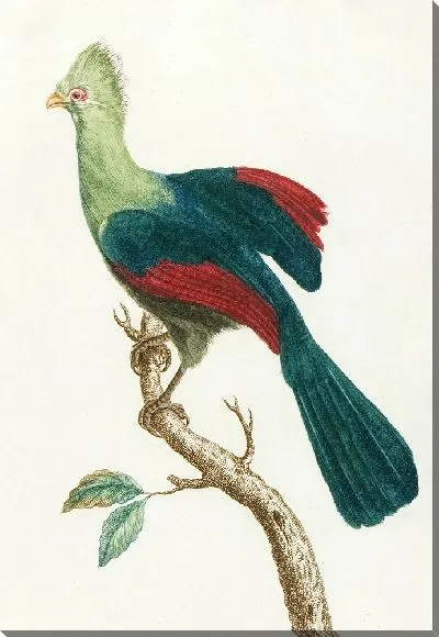 Картина Le touraco (18 век)