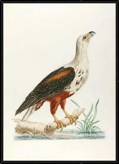 Картина Le vocifer (18 век)