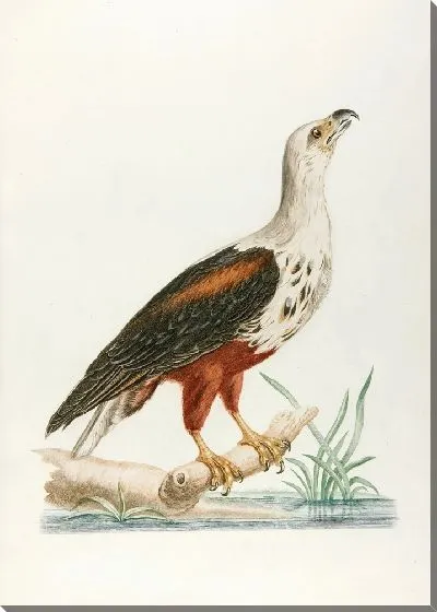 Картина Le vocifer (18 век)