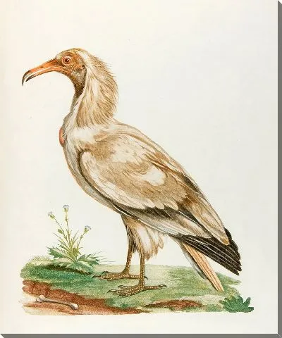 Картина L'Ourigorap (18 век)