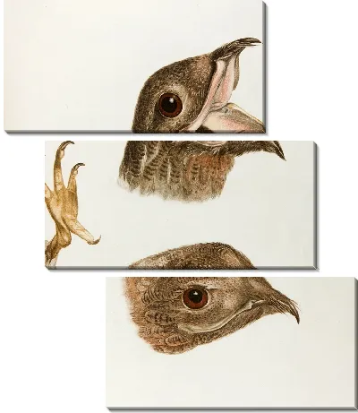 Tetes de Grandeur naturallle de L'engoulevent… (18 век)