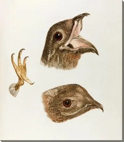 Картина Tetes de Grandeur naturallle de L'engoulevent… (18 век)