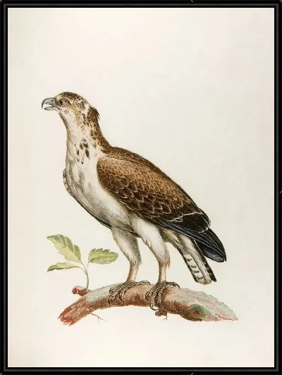 Картина Гриффар (18 век)