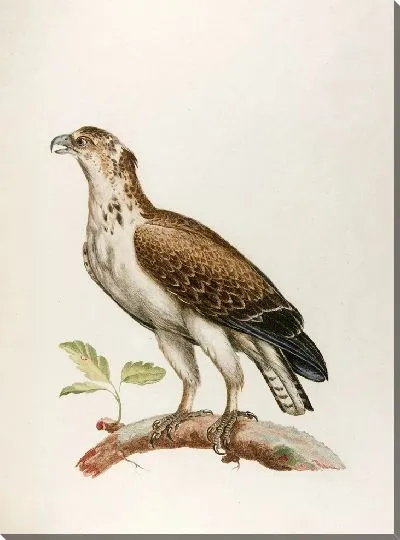 Картина Гриффар (18 век)