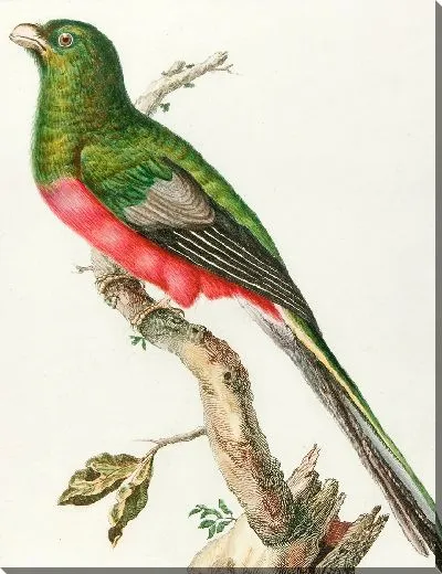 Картина Курулу д'Африк мужской… (18 век)