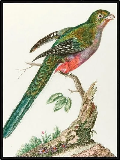 Картина Курулу д'Африканская (18 век)