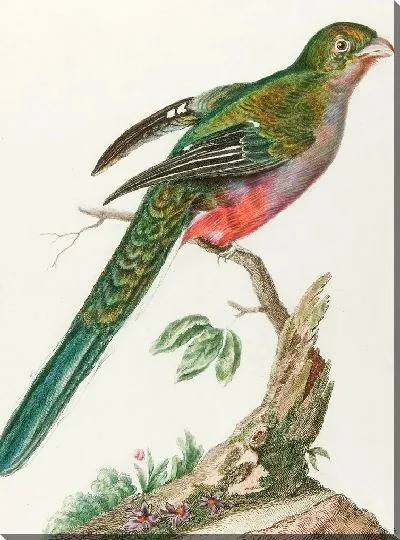 Картина Курулу д'Африканская (18 век)