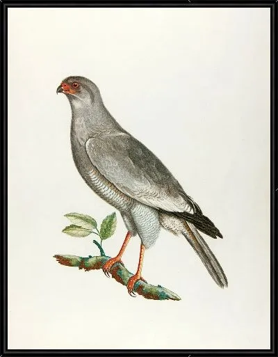 Картина Сокол-певец (18 век)