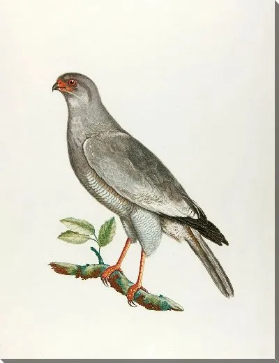 Картина Сокол-певец (18 век)