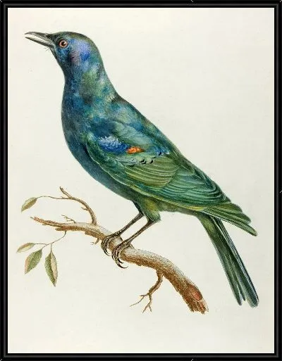 Картина Этурно д'Африк (18 век)