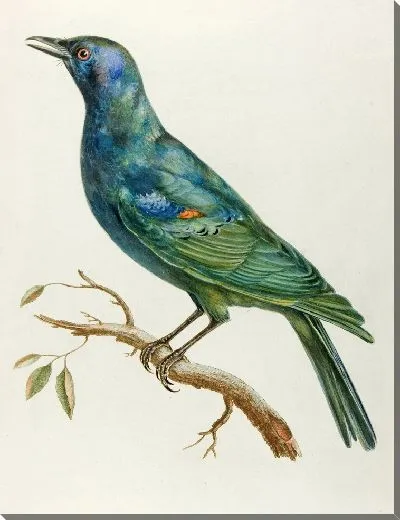 Картина Этурно д'Африк (18 век)