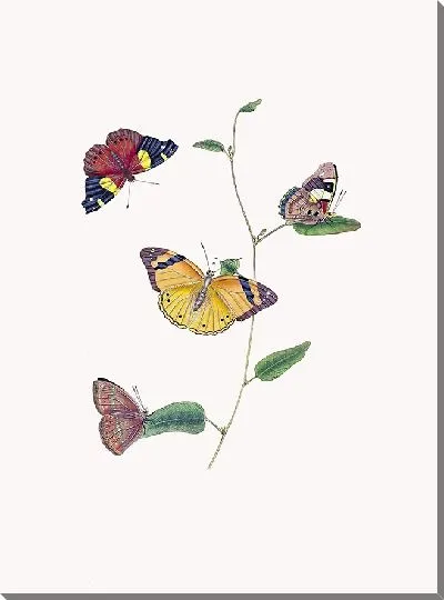 Картина Энтомология №1