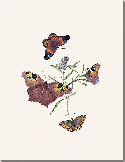 Картина Энтомология №2