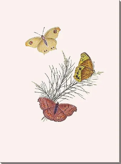 Картина Энтомология №4