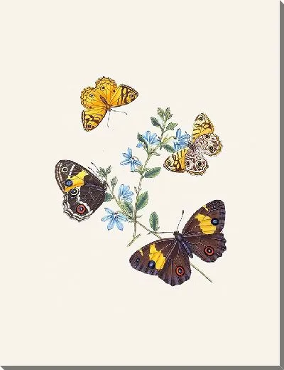 Картина Энтомология №5