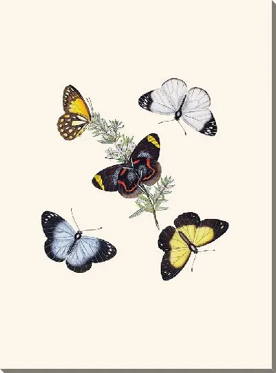 Картина Энтомология №8