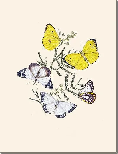 Картина Энтомология №10