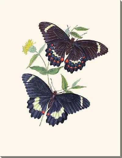 Картина Энтомология №12