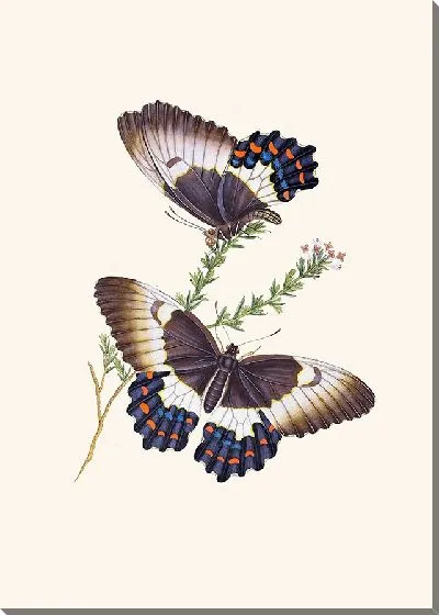 Картина Энтомология №13