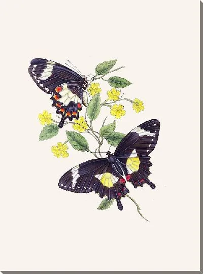 Картина Энтомология №14