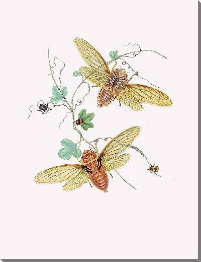 Картина Энтомология №17