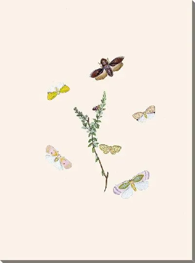 Картина Энтомология №18