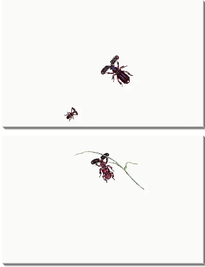 Картина Энтомология №24