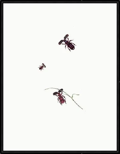 Картина Энтомология №24