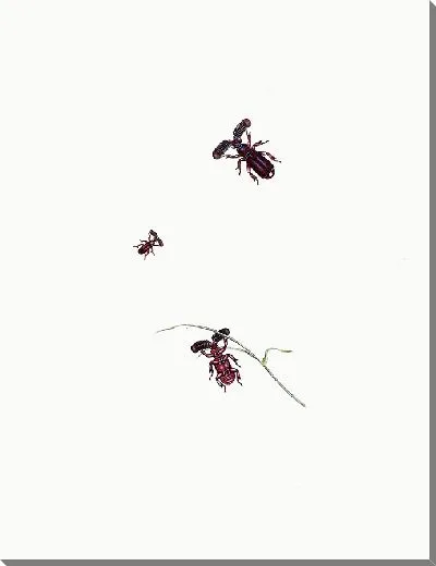 Картина Энтомология №24