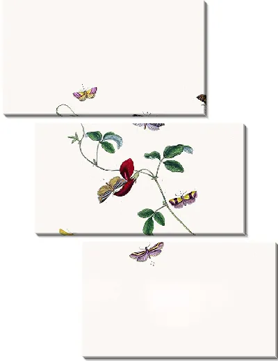 Картина Энтомология №27