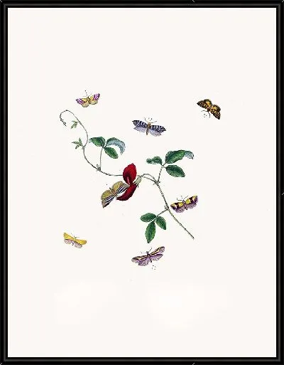 Картина Энтомология №27