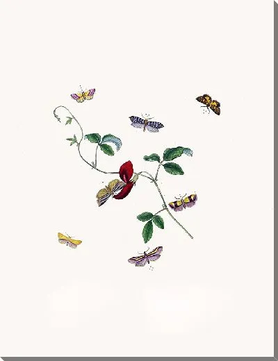 Картина Энтомология №27