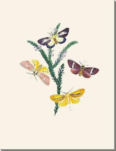 Картина Энтомология №28