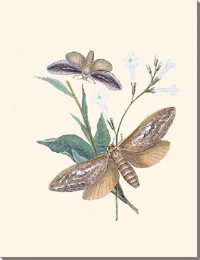 Картина Энтомология №29