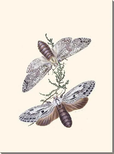 Картина Энтомология №30
