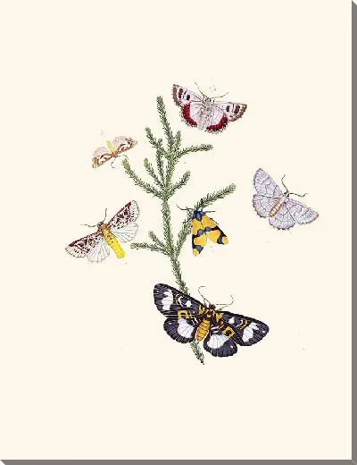 Картина Энтомология №31
