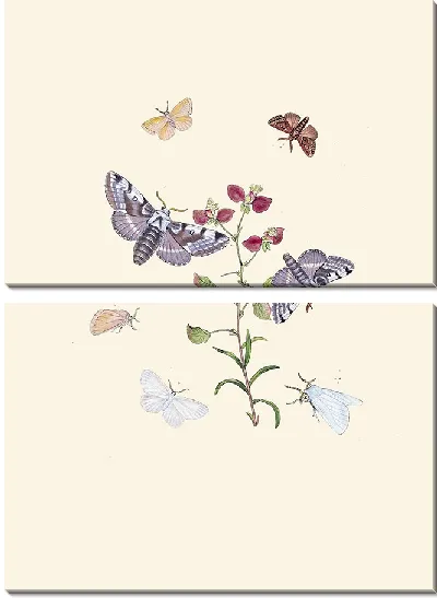 Картина Энтомология №32