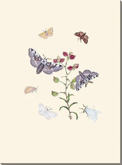 Картина Энтомология №32