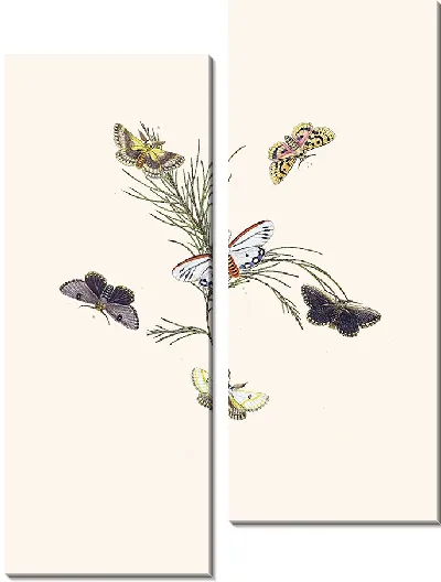 Картина Энтомология №33