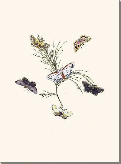Картина Энтомология №33