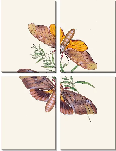 Картина Энтомология №34