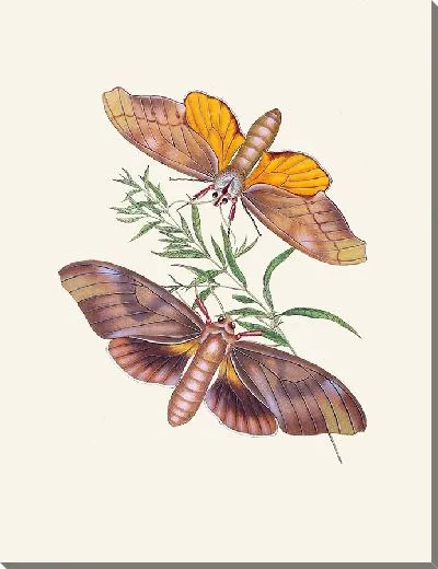 Картина Энтомология №34