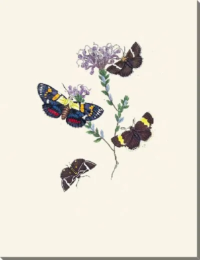 Картина Энтомология №35