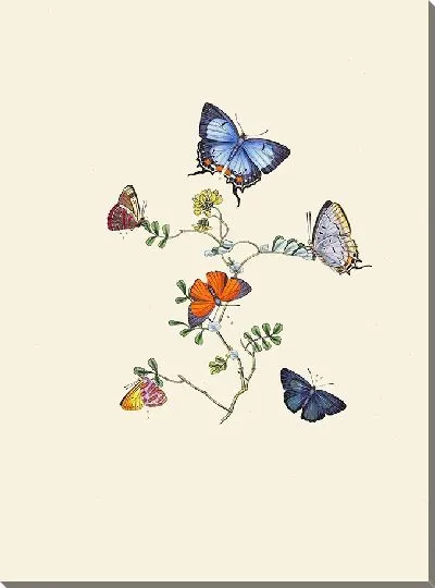 Картина Энтомология №37