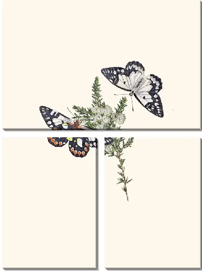 Картина Энтомология №38