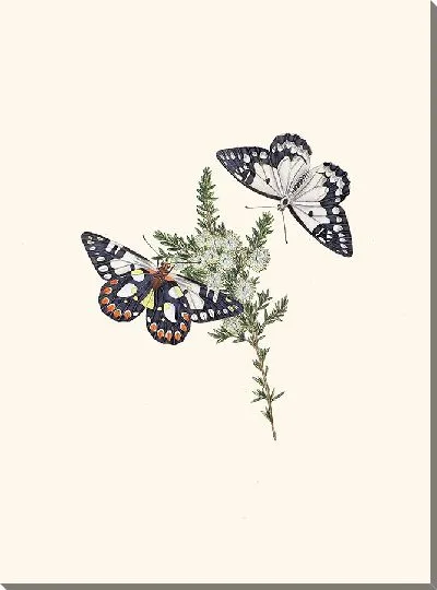 Картина Энтомология №38