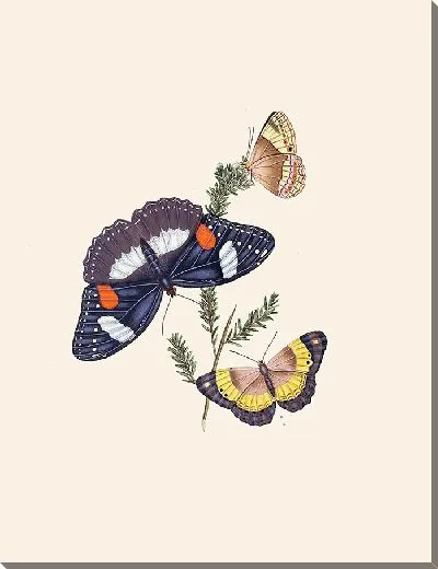 Картина Энтомология №40