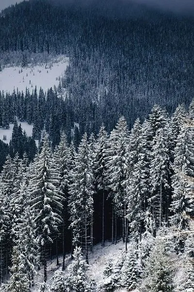 Плакат Зимний лес на склоне