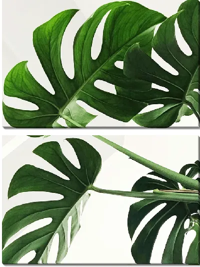 Модульная картина Листья монстеры №400